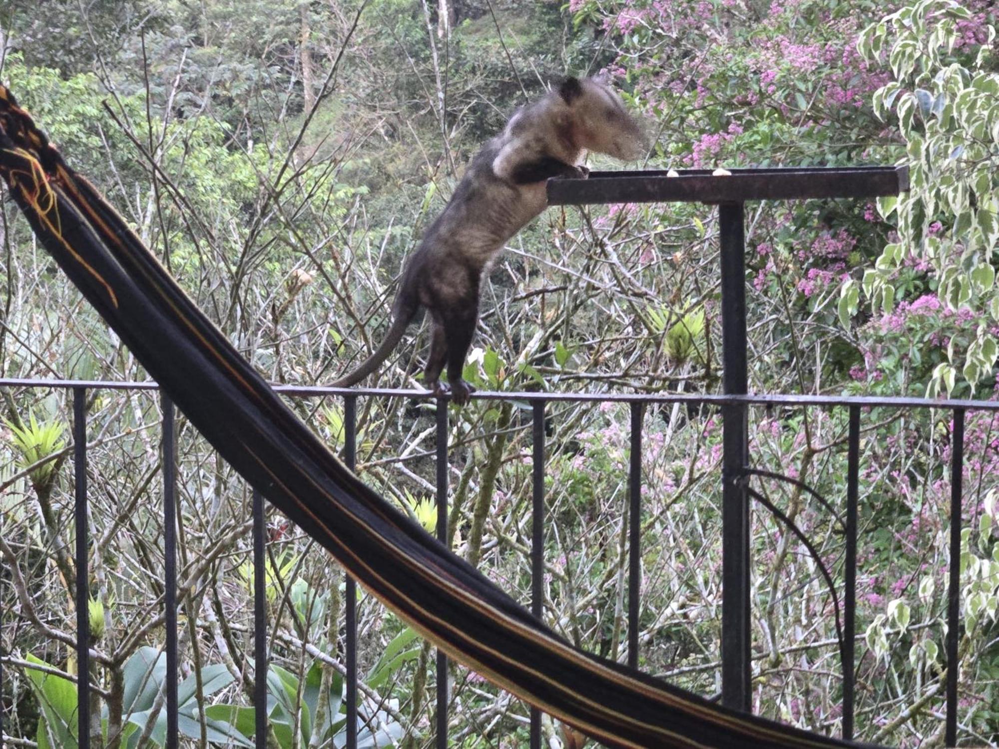 El Valle De Anton La Chachalaca Екстериор снимка