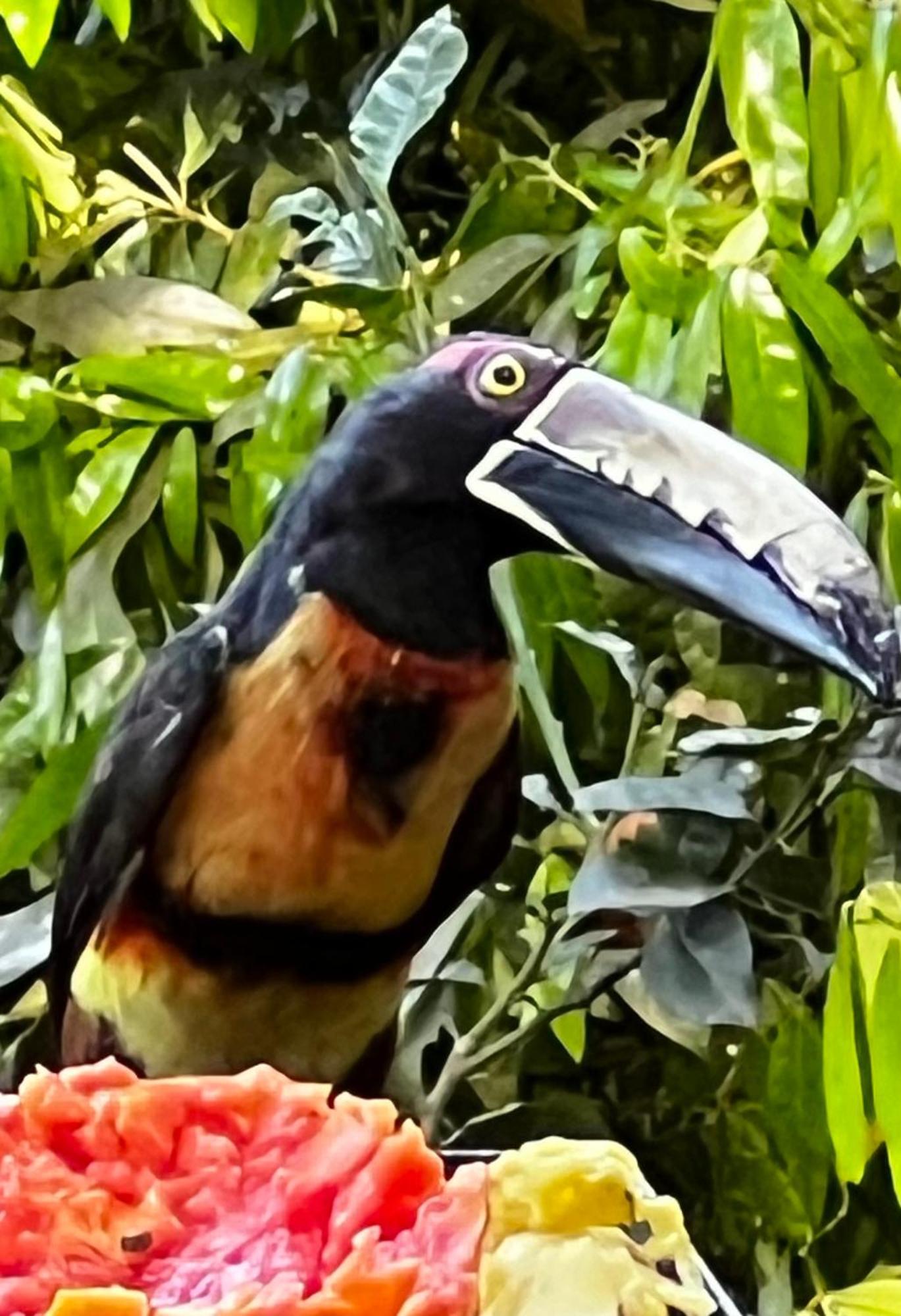 El Valle De Anton La Chachalaca Екстериор снимка