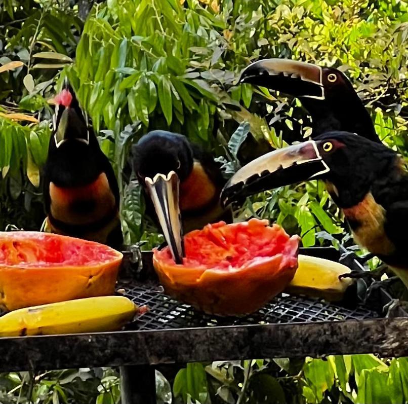 El Valle De Anton La Chachalaca Екстериор снимка