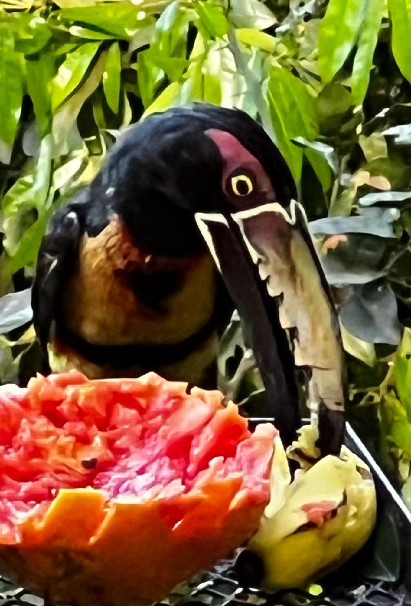 El Valle De Anton La Chachalaca Екстериор снимка